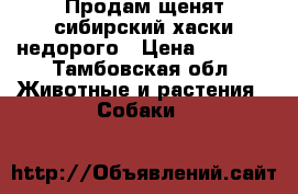 Продам щенят сибирский хаски недорого › Цена ­ 5 000 - Тамбовская обл. Животные и растения » Собаки   
